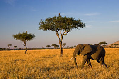 0400bmoo-1e70-392x261.jpg