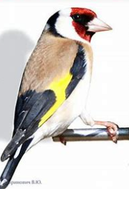 0400bom6-8b36-185x283.png