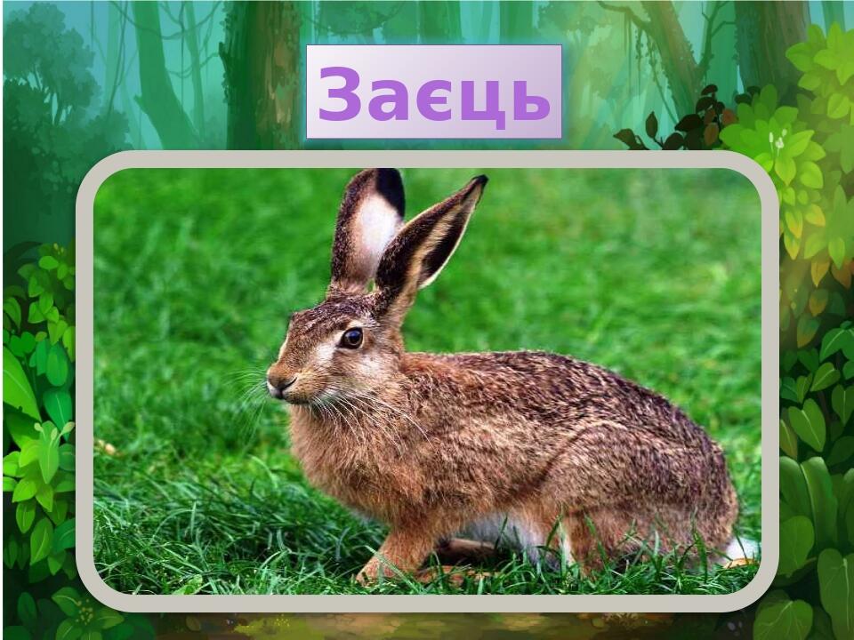 Тема : "Лісові тварини" | Презентація. Природознавство