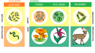 Лабораторна робота №1 "Визначення таксономічного положення виду в системі органічного світу (за вибором учителя)"