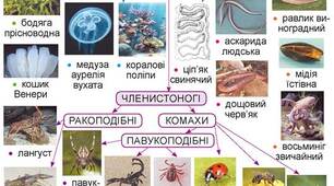 Узагальнення знань частина 1 Різноманітність тварин