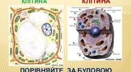 (Копія) Практична робота. Порівняння будови прокаріотичних та еукаріотичних клітин.