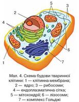 0400c80h-9ce6-249x321.jpg