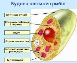 0400c80o-0bd8-249x203.jpg