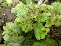 📷 Маршанция многообразная - Marchantia polymorpha L. Внешний вид