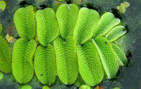 Сальвиния (Salvinia natans) | содержание, размножение