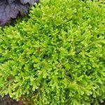 Selaginella Селагінела Плаунок