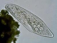 0400cbg2-7ea9-198x150.jpg