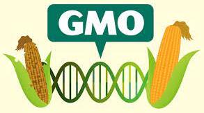 Конспект уроку на тему "Genetically-modified food"