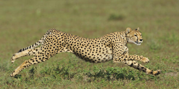 0400clfq-1102-600x300.jpg