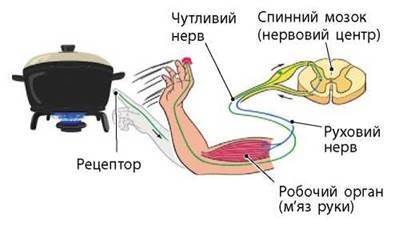 Рефлекторні дуги. Будова та робота нервової системи - Біологія. З  поглибленим вивченням біології. 8 клас. Задорожний