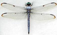 ᐈ Бабки – ряд комах (Odonata) | Discover.in.ua