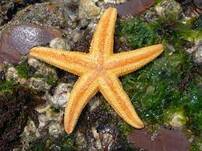 Asterias amurensis — Вікіпедія