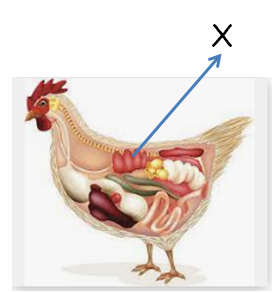 0400czg3-0a51-278x293.png