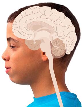 Parts Of The Human Brain | Inside The Brain | DK Find Out