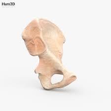 Тазова кістка 3D модель - Анатомія на Hum3D