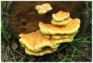 0400dbvl-0279-134x92.png