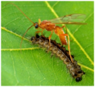 0400dbwa-c89b-135x123.png