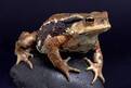 Жабы (Bufonidae) фото, жаба ага, шлемоголовая жаба, скальные жабы арлекины капские жабы древесные арлекины четырехпалые жабы лорановые черноспинки тонкотелые жабы лазающие тучные арлекины жабки карибские жабы, бесхвостые амфибии реферат доклад для школы