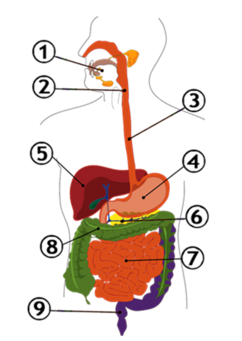 0400dfup-c31c-242x341.png