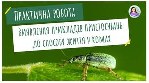 П.р.№1. Пристосування комах до способу життя. 