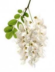 0400dmff-3265-198x258.png