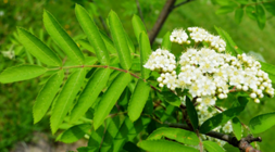 0400dmgt-aa83-253x140.png