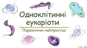 Паразитичні одноклітинні організми. 
