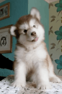 0400dyil-72ef-200x301.gif