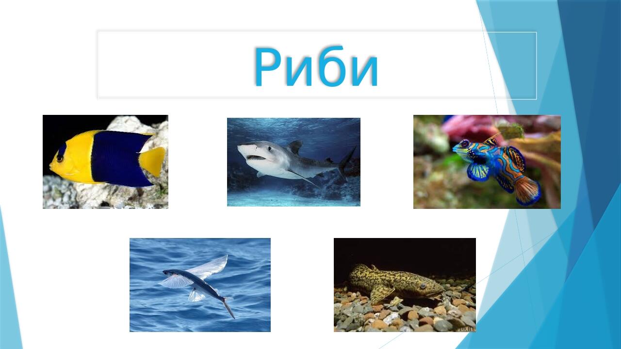 Загальна характеристика і різноманітність риб | Презентація. Біологія