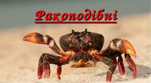 Клас Ракоподібні