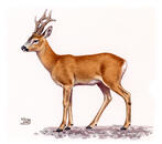 Őzbak (Capreolus capreolus), akvarell és gouache papíron | Kókay Szabolcs