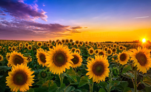 0400e8x0-14f6-295x180.png