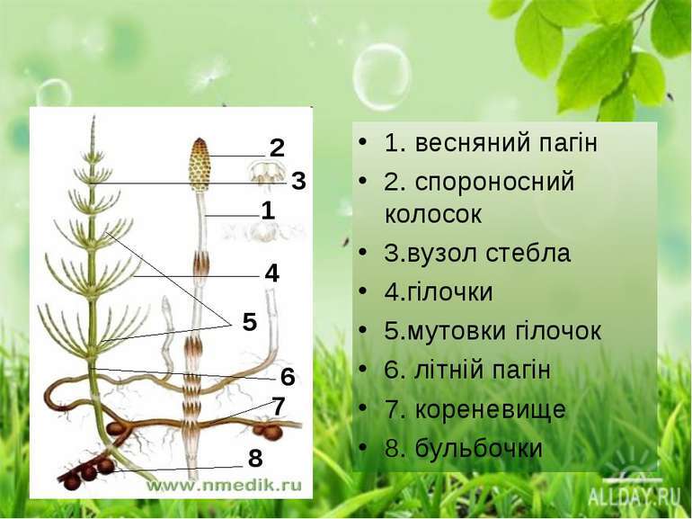 Плауноподібні і Хвощеподібні. Лабораторна робота № 13 “Будова плауна булавовидного і хвоща польового" - презентація з біології