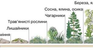 СУКЦЕСІЇ. АГРОЦЕНОЗ.