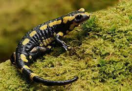 Fire Salamander (Salamandra salamandra) · iNaturalist
