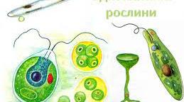 6 клас. Тема "Одноклітинні організми, здатні до фотосинтезу: евглена зелена, хламідомонада, хлорела" 