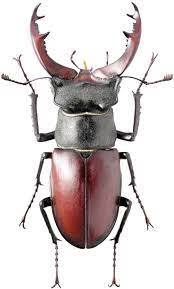 Жук-олень Lucanus cervus (Linnaeus, 1758) (Lucanidae) - атлас жуков России - фото К.В.Макарова