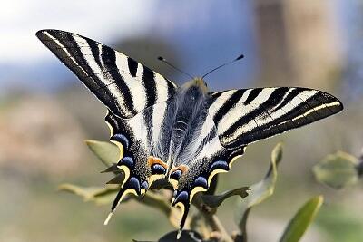 Order Lepidoptera