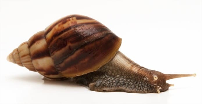 Ахатина фулика (Achatina fulica) | содержание, разведение
