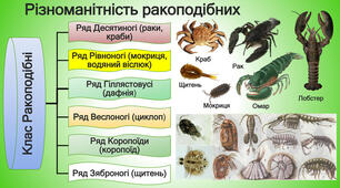 Тип Членистоногі. Клас Ракоподібні