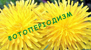 Презентація "Фотоперіодизм та його адаптивне значення"