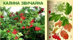 Блог учителя хімії, біології та екології Лищук Ольги Миколаївни: ЦІЛЮЩЕ ЗІЛЛЯ НАШОЇ МІСЦЕВОСТІ