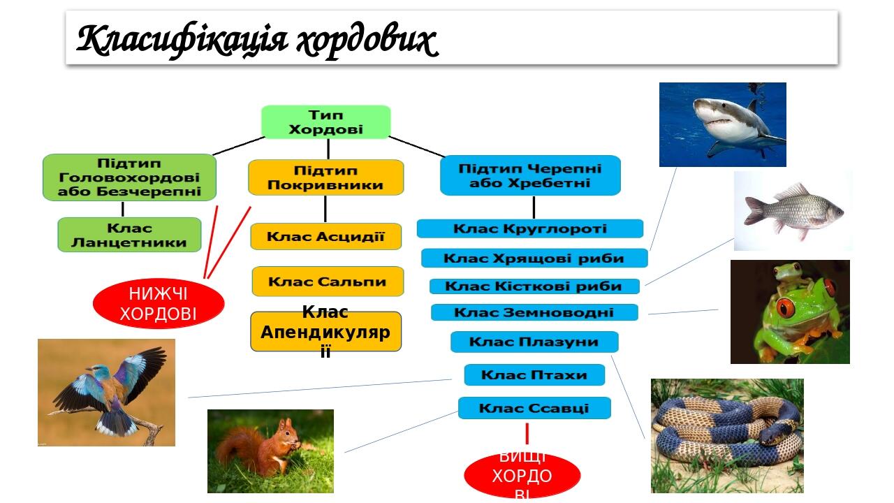 Класифікація хордових Клас Апендикулярії НИЖЧІ ХОРДОВІ ВИЩІ ХОРДОВІ