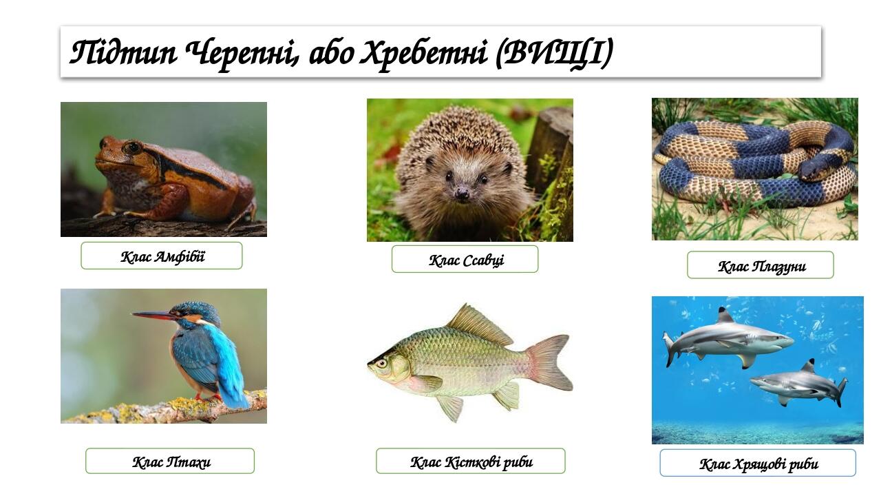 Підтип Черепні, або Хребетні (ВИЩІ) Клас Амфібії Клас Ссавці Клас Плазуни Клас Птахи Клас Кісткові риби Клас Хрящові риби