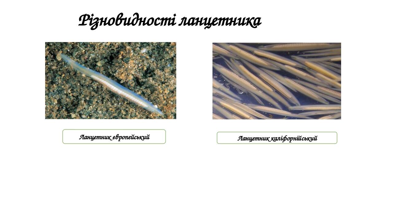 Різновидності ланцетника Ланцетник європейський Ланцетник каліфорнійський