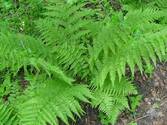 Папороть чоловіча (Dryopteris filix-mas)
