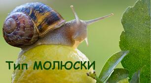 Молюски 7 клас