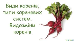 Корінь, видозміни кореня