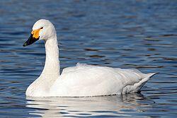 0400fu5y-4248-250x167.jpg